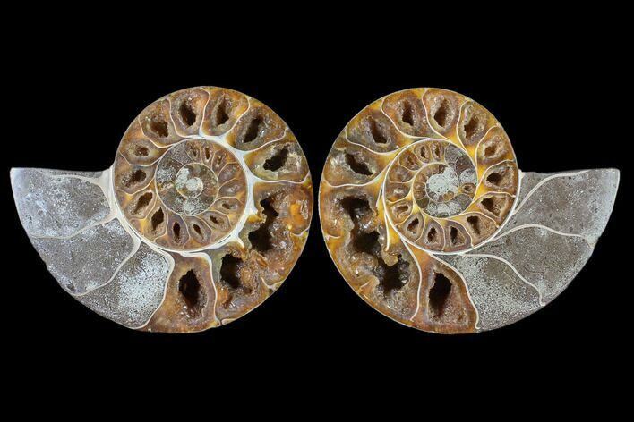 Cut & Polished Ammonite (Anapuzosia?) Pair - Madagascar #88002
